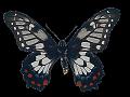 papillons (12)